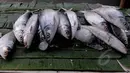 Menjelang perayaan Hari Imlek, pedagang musiman ikan bandeng mulai marak di pasar kawasan Rawa Belong, Jakarta, Rabu (18/2). Ikan bandeng berukuran besar dijual mulai dari harga 40 ribu-60 ribu rupiah. (Liputan6.com/Johan Tallo)