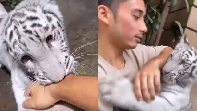 6 Momen Alshad Bareng 'Selen' Harimau Putih, Tangan Bengkak Karena Digigit