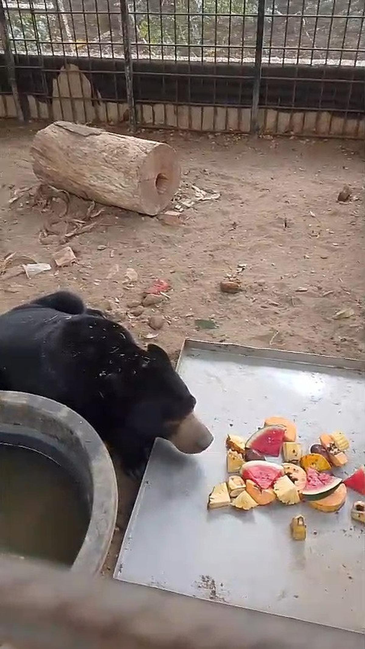 Beruang madu di Musi Banyuasin. (Dokumentasi BKSDA Sumsel).
