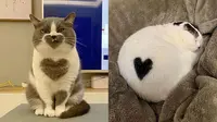 6 Motif Bulu Kucing Bentuk Hati Ini Unik Banget, Bikin Gemas (IG/cutecates_e Twitter/shouldhavecat)