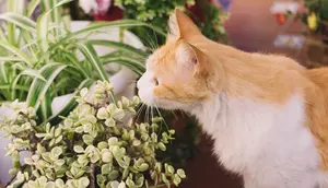 12 Tanaman yang Beracun untuk Kucing yang Sering Ada di Rumah