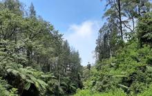Dosen Unej Ungkap Keberadaan Tanaman Prasejarah di Geopark Ijen, Fosil Hidup di Erek-erek Geoforest