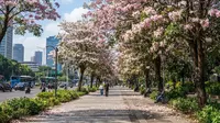 Spot Lihat Bunga Tabebuya Mekar di Jakarta, Ini 7 Lokasi yang Menarik Dikunjungi