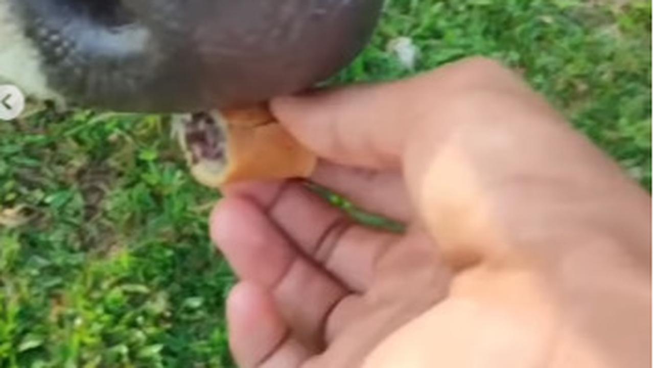 Siswa SD Ditanya Guru Makanan Sapi Dijawab Martabak Jadi Tertawaan