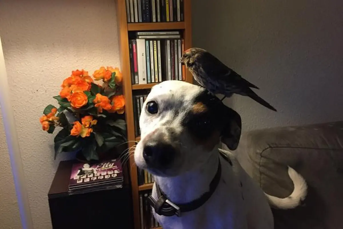 [Bintang] Kisah Balas Budi Burung pada Anjing yang Menyentuh Hati
