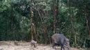Tiga babi hutan berjalan di taman negara Mount Parker di Hong Kong (18/11/2021). Kota itu mulai memusnahkan babi hutan setelah serangan terhadap seorang petugas polisi, dengan tujuh hewan terbunuh setelah digiring ke jalan petugas satwa liar, memicu kemarahan dari konservasionis. (AFP/Yan Zhao)