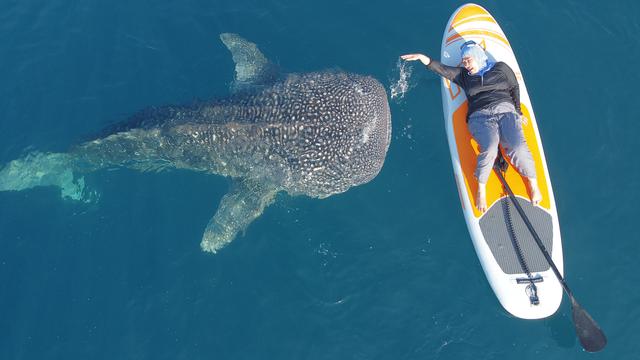 Hiu Paus Bone Bolango