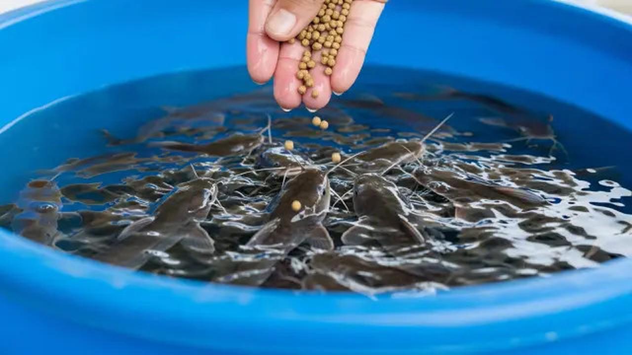 Cara Ternak Lele di Ember untuk Kebutuhan Makan Keluarga, Solusi Mandiri Pangan