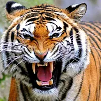 Harimau | Via: Istimewa