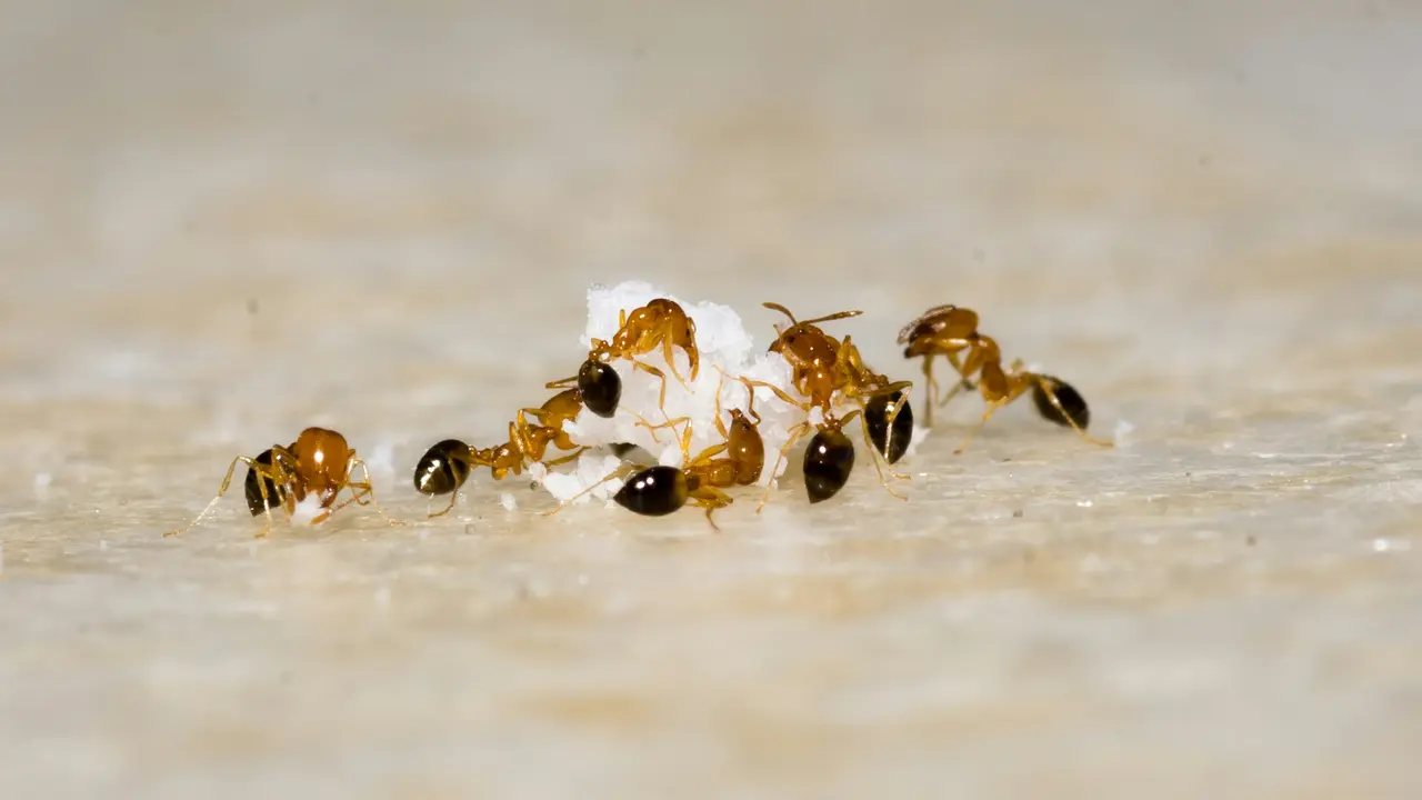 Ants