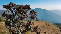 6 Fakta Menarik Gunung Kennedy di Myanmar yang Cocok untuk Astrofotografi