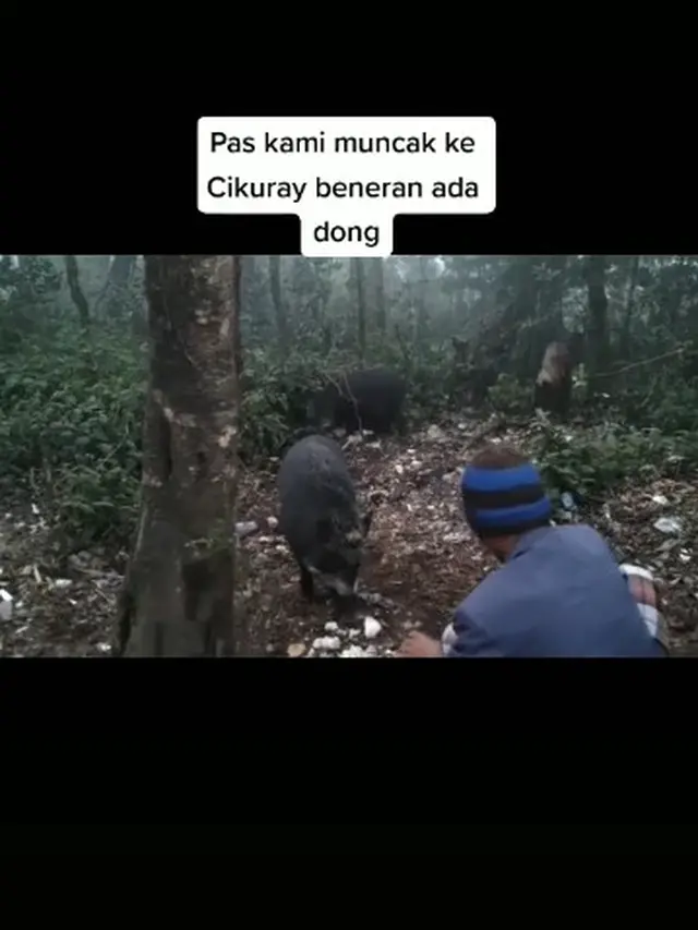 Kocak, Pendaki Ini Abadikan Momen Saat Bertemu Babi Hutan di Gunung