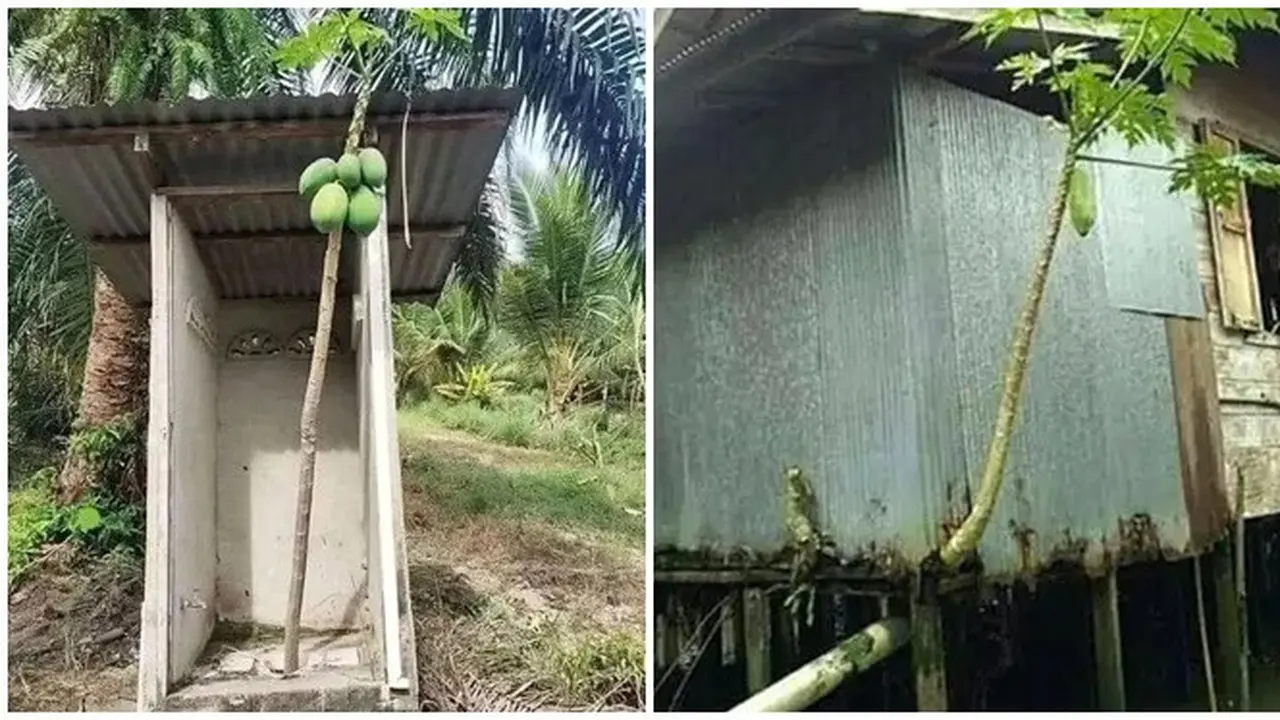 6 Potret Pohon Pepaya Tumbuh di Tempat Tak Terduga Ini Bikin Heran
