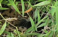 Mungil dan Lucu, Macan Akar yang Dilindungi Undang-undang Ditemukan di Tengah Sawah