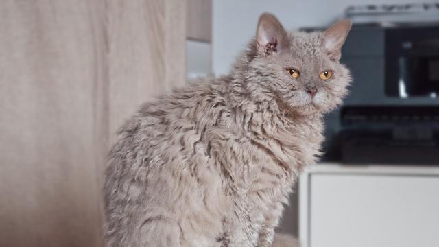Selkirk Rex