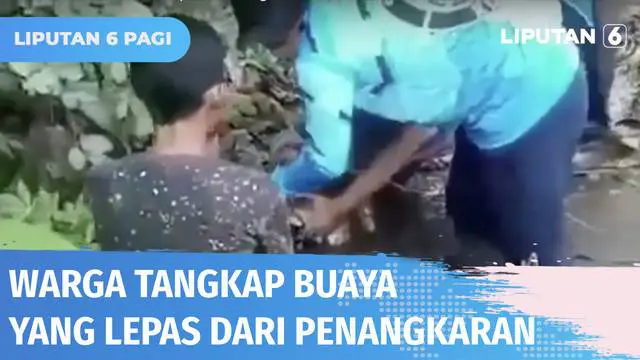 Sejumlah warga panik saat mengetahui puluhan ekor buaya lepas dari penangkaran. Buaya-buaya tersebut lepas dari penangkaran ketika banjir melanda Desa Tanjung Sari, Sumatra Selatan. Akibat lepasnya buaya, warga terus berjaga siang malam.