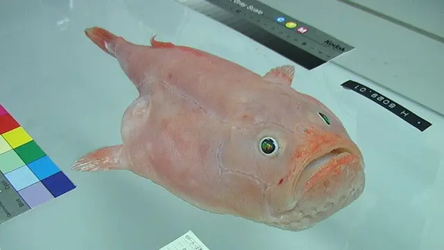 Coffinfish