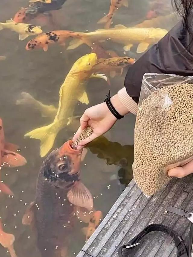 7 Momen Nyeleneh Orang Manjakan Hewan Peliharaan Ini Kocak Banget