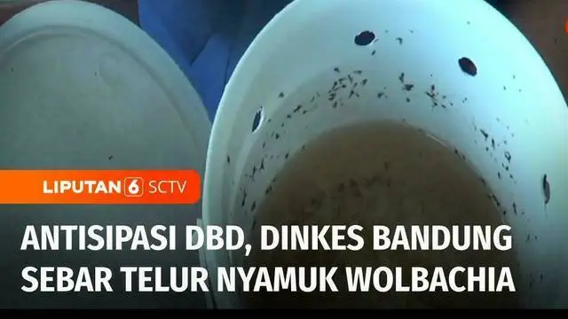 Dinas Kesehatan Kota Bandung, Jawa Barat, mulai menyebar ratusan butir telur nyamuk wolbachia ke permukiman warga. Penyebaran nyamuk wolbachia ini diyakini bisa mengantisipasi penyakit demam berdarah atau DBD.