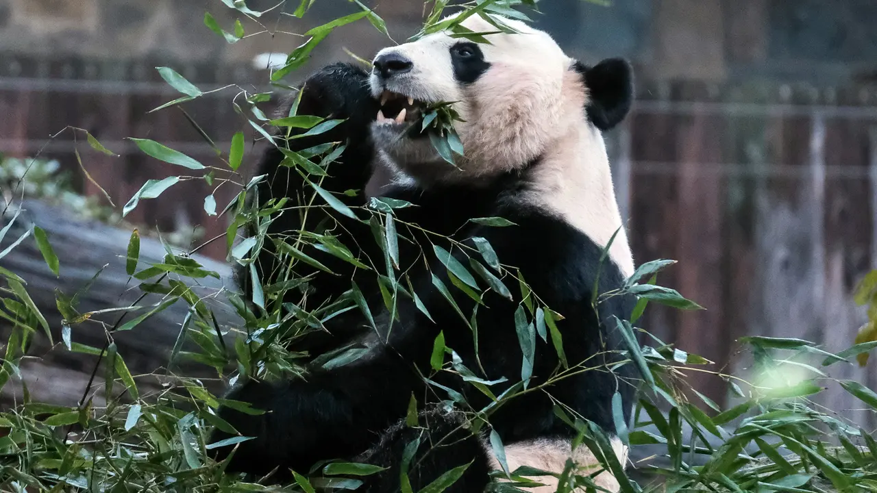 Panda Raksasa Bei Bei