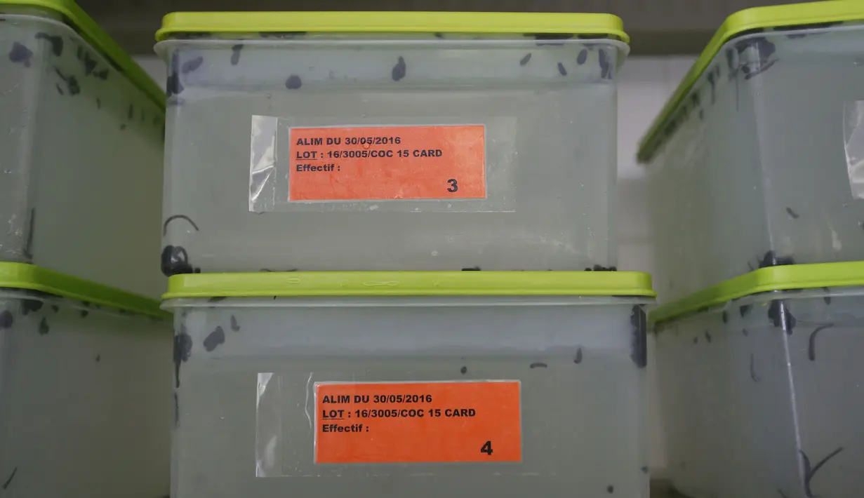 Kotak berisi lintah jenis Hirudo Medicinalis yang digunakan untuk terapi, Prancis, (23/11). Lintah ini mampu mengeluarkan air liur yang mengandung lebih dari 60 jenis protein saat mengisap darah. (REUTERS / Regis Duvignau)
