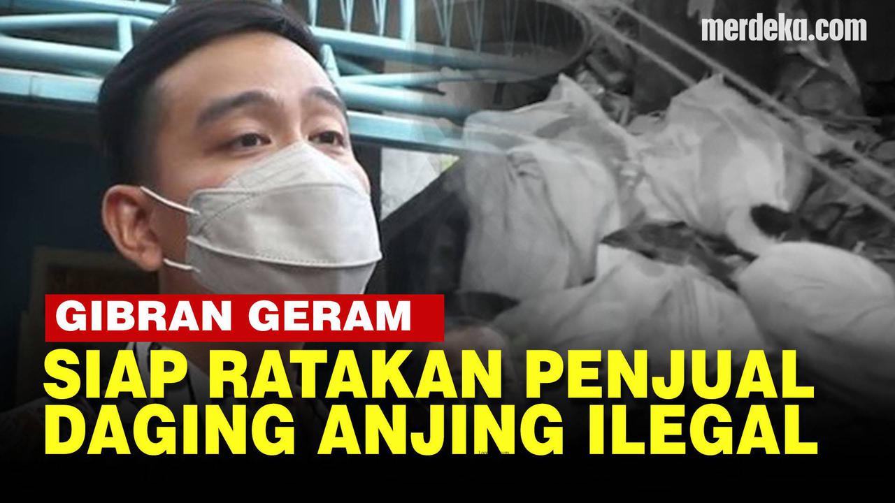 VIDEO: Solo Pemakan Daging Anjing Ilegal Terbesar, Gibran Siap Ratakan Pedagang Nakal