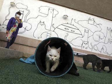 Kucing bermain di atap Museum Kucing Persia di Teheran, Iran, pada 5 Desember 2021. Didirikan di sebuah rumah tua pada tahun 2020, Museum Kucing Persia ini berawal dari kafe serba guna dan pameran kucing. (AP Photo/Vahid Salemi)
