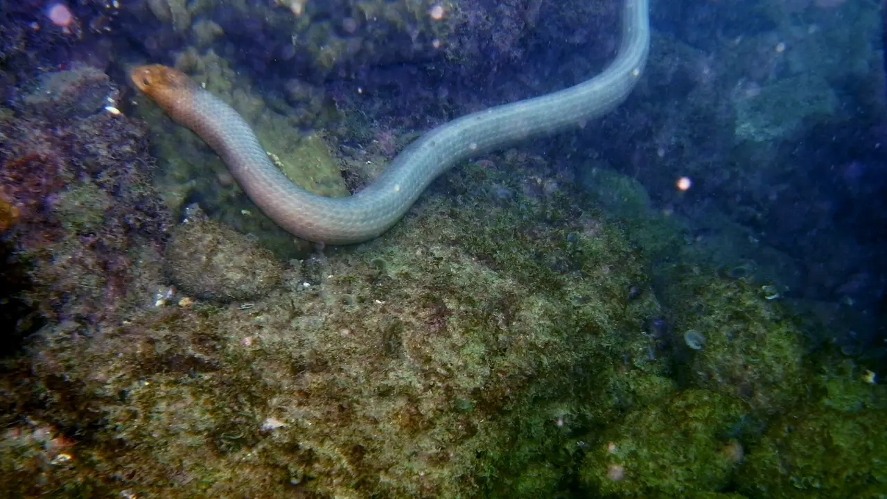 Ilustrasi ular laut zaitun (wikimedia commons)