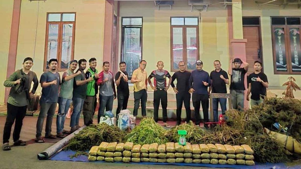 Fantastis! 4.200 Batang Ganja Bireuen Dimusnahkan, 154 Kg Siap Edar Gagal Beredar