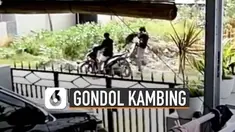 Aksi maling kambing terekam kamera CCTV sedang beraksi di sebuah perumahan.