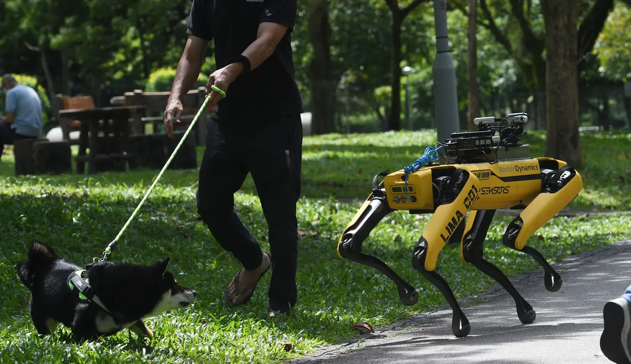 SPOT, robot anjing yang dapat mendeteksi apakah pengunjung memakai masker atau tidak menjalani uji coba putaran keduanya di Bishan Park Singapura, 22 September 2020. Selain menjaga jarak sosial, SPOT meningkatkan kemampuan deteksi masker dan pemetaan 3D tanpa teknologi lidar. (Xinhua/Then Chih Wey)
