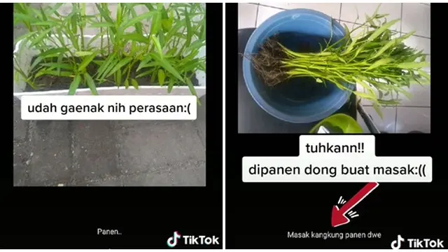 Tanam Kangkung untuk Praktikum, Sayuran Wanita Ini Malah Dipanen Ibunda