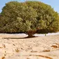 Dijuluki pohon Nabi Muhammad SAW, pohon ini pernah menaungi nabi sewaktu hidup
