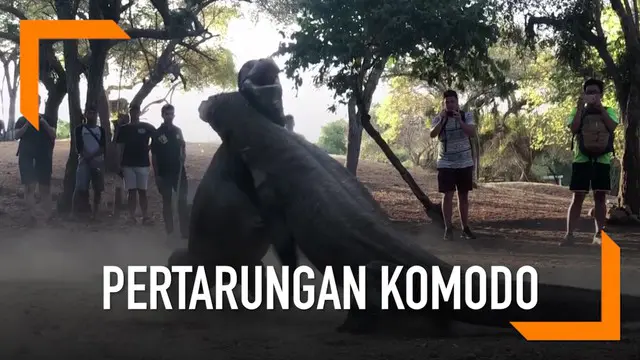 Seorang wisatawan merekam momen saat dua ekor komodo sedang bertarung di Pulau Rinca.