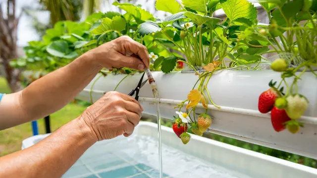 Cara Menanam Stroberi Hidroponik Pipa PVC Horizontal (Foto: Reve.com)