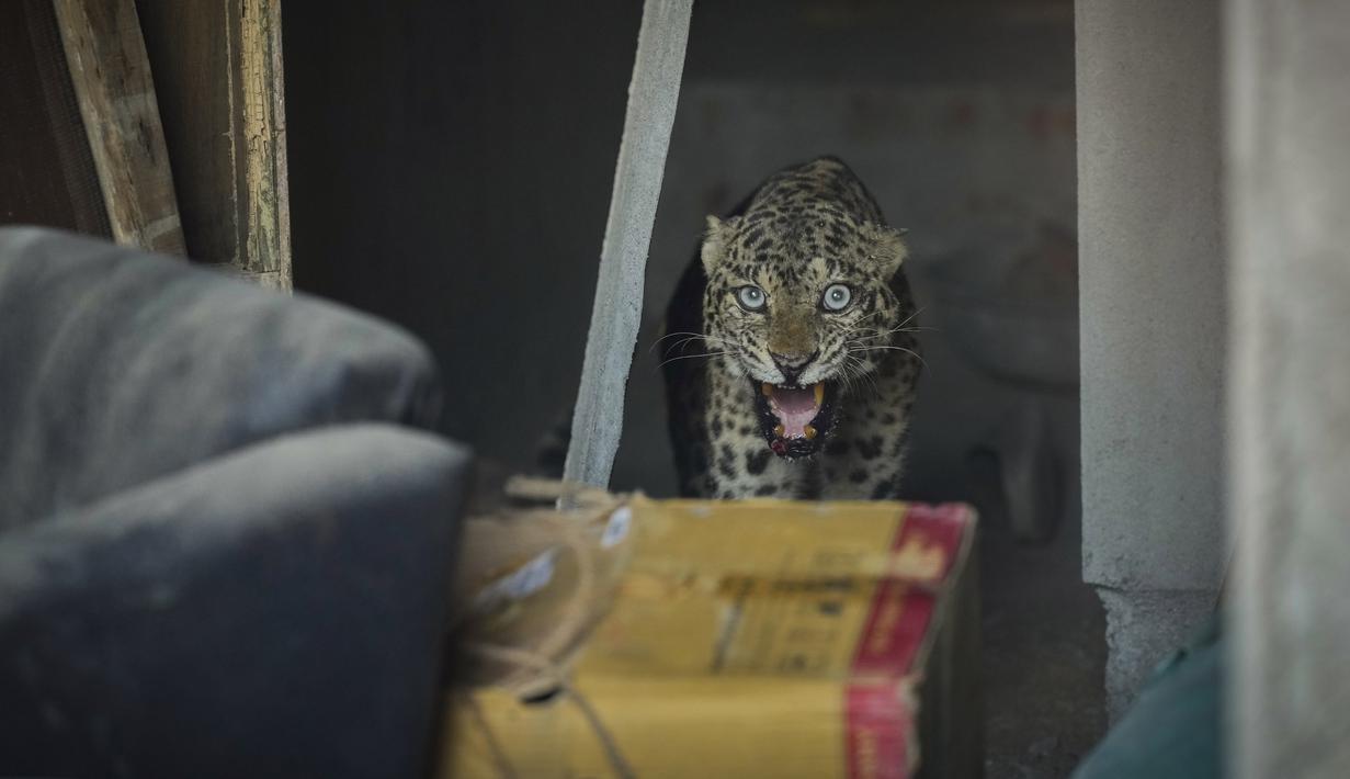 Seekor macan tutul dewasa terlihat keluar dari gedung yang sedang dibangun tempat ia berlindung di sebuah daerah pemukiman di Guwahati, India, Selasa (19/12/2023). (AP Photo/Anupam Nath)