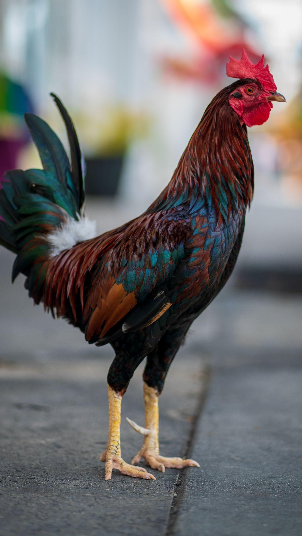 Selain ayam pedaging yang banyak dicari masyarakat karena keperluan untuk dikonsumsi, jenis ayam lainnya yang tak kalah populer dari ayam pedaging adalah ayam petarung atau ayam aduan. Ayam aduan adalah ayam yang memiliki kekuatan fisik, daya tahan terhad