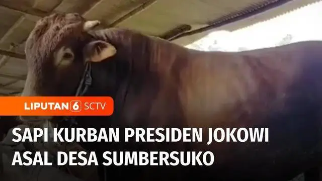 Seekor sapi milik warga di Lumajang, terpilih menjadi salah satu hewan kurban Presiden Joko Widodo. Sapi jantan berjenis limousin ini memiliki berat lebih dari satu ton dengan harga Rp 115 juta.