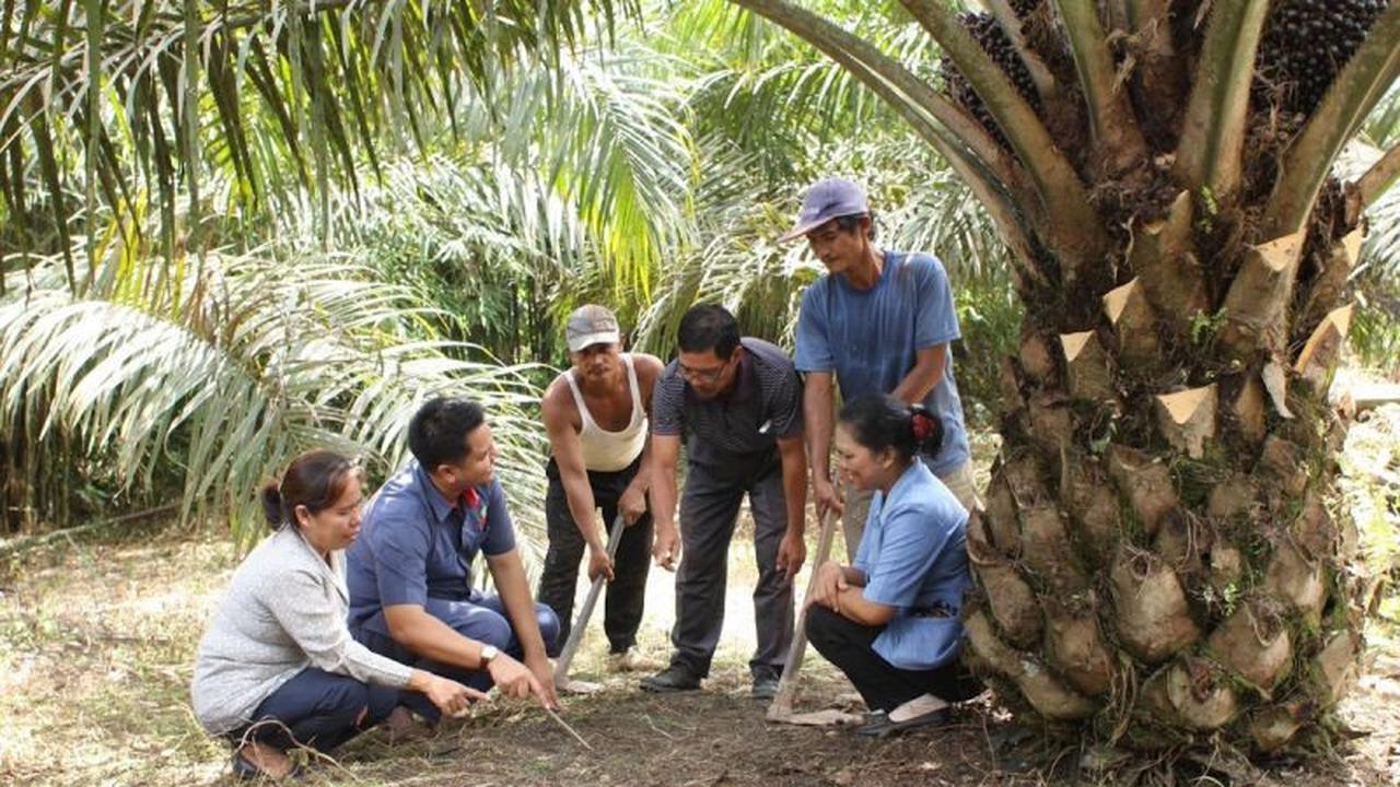 PalmCo Terdepan dalam Pendampingan Peremajaan Sawit Rakyat, BPDP Apresiasi Kinerja