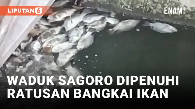 Terjangkit Parasit, Ratusan Ikan Mati Mengambang di Waduk Sagoro Kelapa Gading