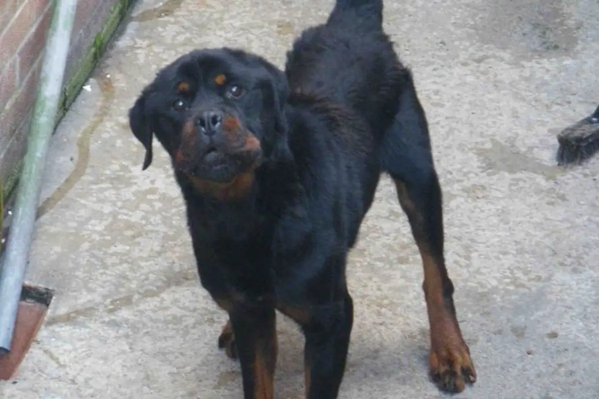 Tega, Anjing Ini Dibiarkan Kelaparan Selama 6 Minggu!