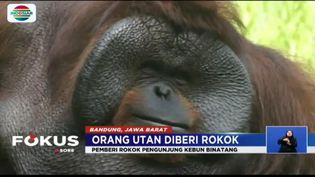 Sementara itu, pengunjung Bonbin Bandung menyesalkan tindakan orang yang diduga secara sengaja memberi rokok pada orangutan.