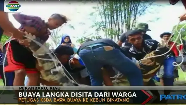 Buaya dengan berat 200 kilogram dan panjang 2,75 meter ini disita dari seorang Warga Bengalis, Riau