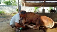 Peternak di Tuban merawat sapinya yang terpapar PMK. (Ahmad Adirin/Liputan6.com).