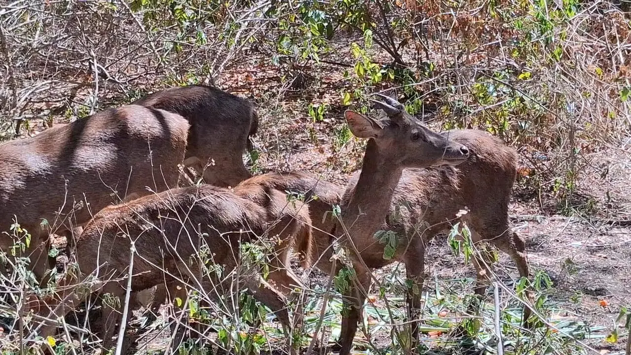 Rusa timorensis