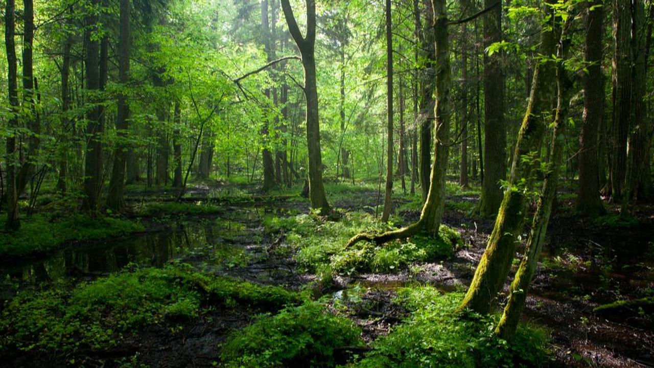 Viral Kurir Antar Paket ke Satu-Satunya Rumah di Tengah Hutan, Lewati Jalan Sempit dan 'Ekstrem