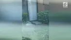 
Seekor bayi buaya berkeliaran dan mencoba masuk ke sebuah apartemen. Momen ini direkam oleh warga sekitar di Tampa, Florida.