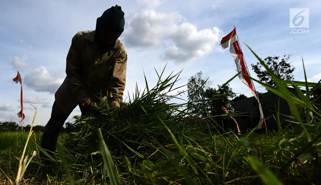 Suwandi (80) mengumpulkan rumput yang dia cari di perkebunan Kalimalang, Jakarta, Jumat (4/1). Suwandi mencari rumput untuk makan ternak sapi dengan upah Rp 5000 per ikat. (Merdeka.com/Imam Buhori)