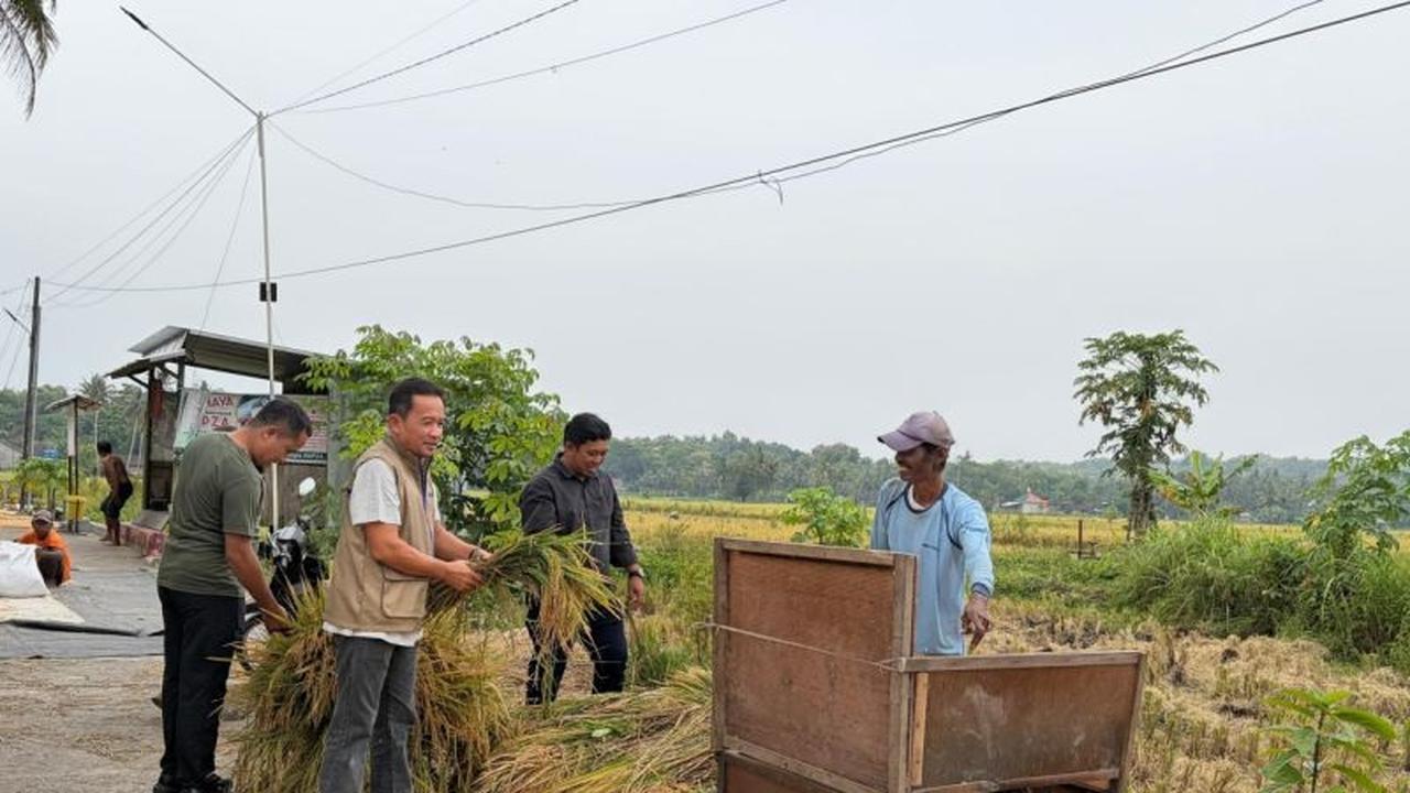 Bulog Serap Gabah Petani Bantul Lampaui Target, Dukung Swasembada Pangan Nasional