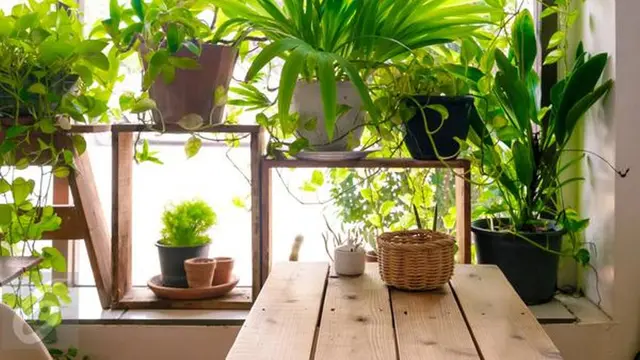 Percantik Pot Tanaman Kesayangan Anda dengan 3 Benda Ini